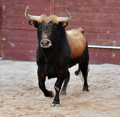 bull with big horns on spain