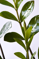 a branch with green leaves. houseplant. green flower on a white background.