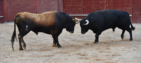 bull with big horns on spain