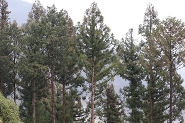 日本の山の景色