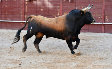 toro negro español con grandes cuernos