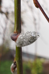 water drops on catkin
