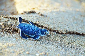 Baby turtle on beach