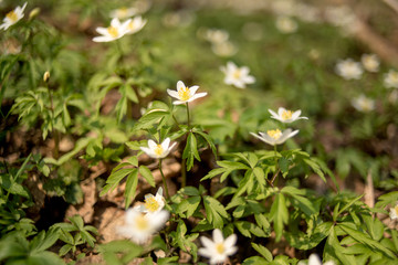 In the spring forest