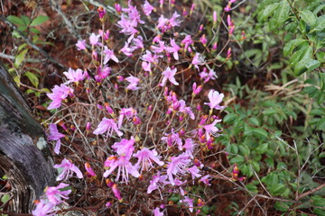 山に生えているツツジ