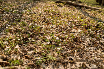 In the spring forest