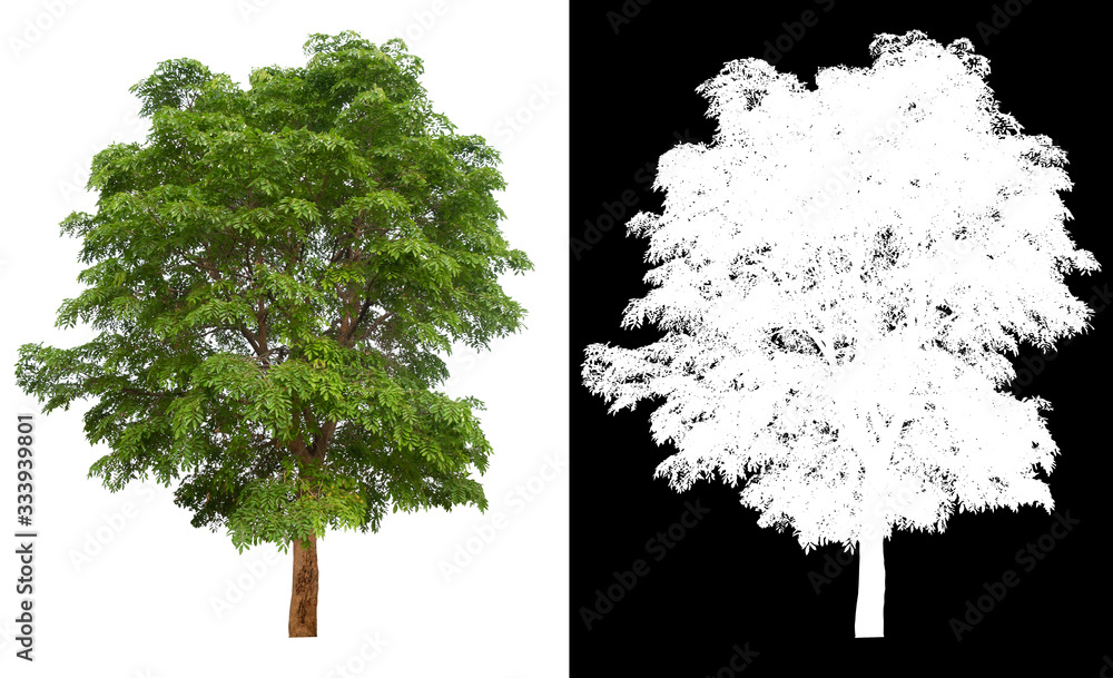 Poster isolated tree on white background with clipping path