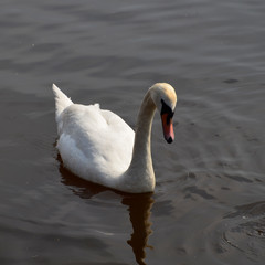 white Swan floating on the water