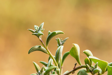 Dolphin Succulents plant (Senecio peregrinus) Dolphin necklace.