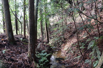 Fototapeta premium 空と植物