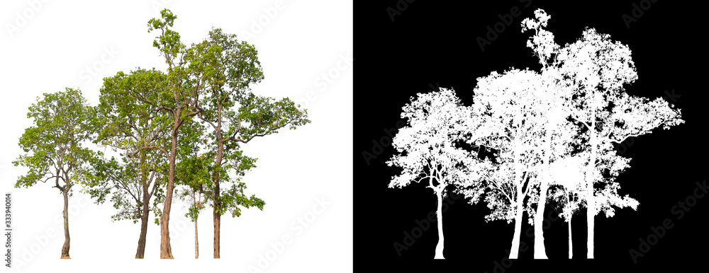 Poster isolated tree on white background with clipping path
