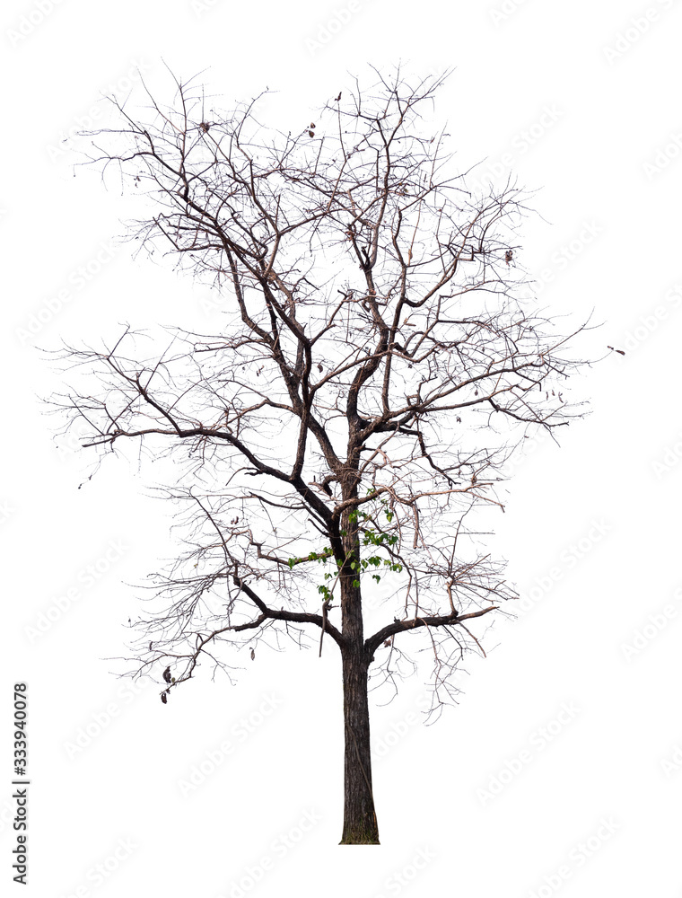 Poster isolated tree without leaf on white background