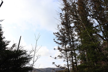 Fototapeta premium 空と植物