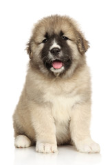 Caucasian puppy sits on a white background