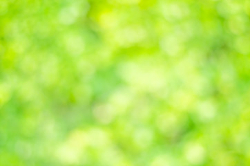 Obraz premium streszczenie bio zielony rozmycie natura tło drzewa bujne liście w parku w godzinach porannych ze światłem słonecznym.