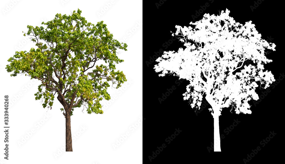 Poster isolated tree on white background with clipping path