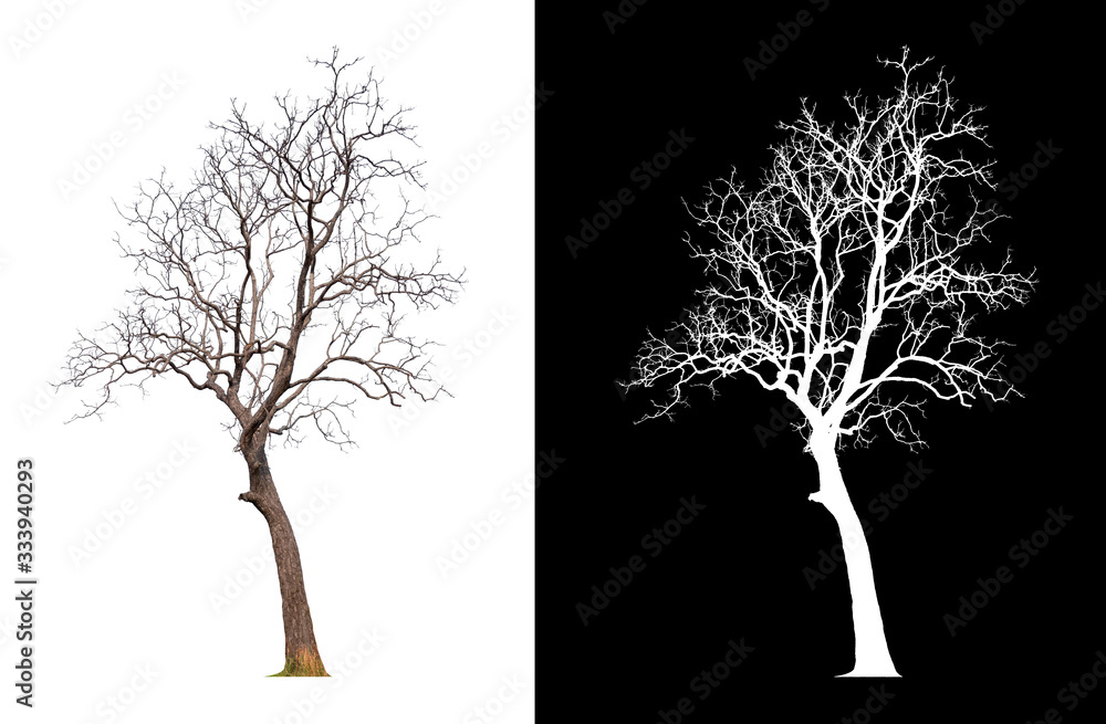 Poster isolated tree without leave on white background