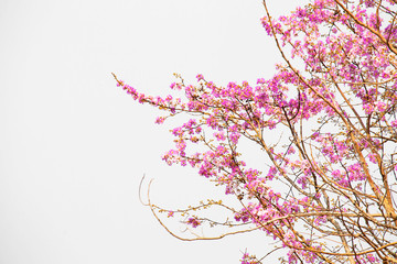 Fototapeta premium Many pink and white flowers on the tree.