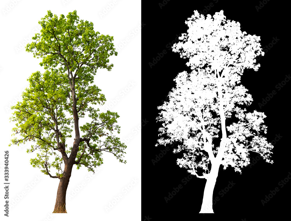 Poster isolated tree on white background with clipping path