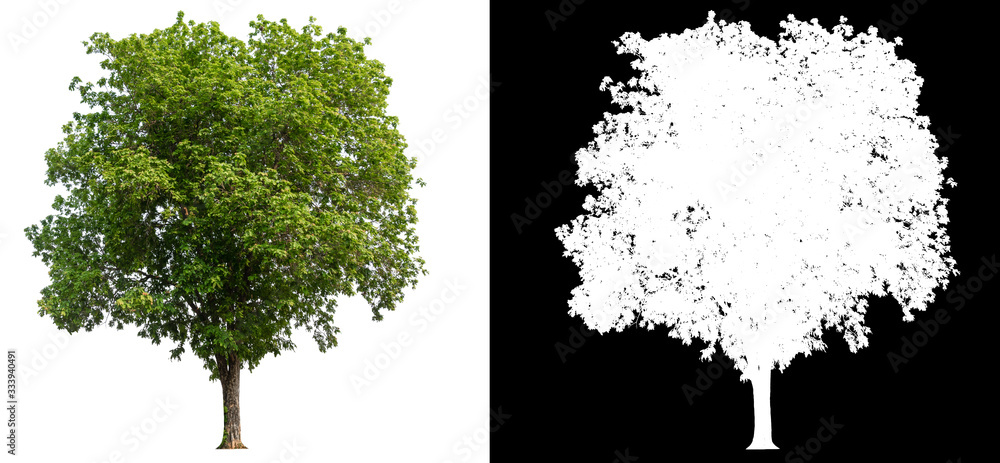 Poster isolated tree on white background with clipping path