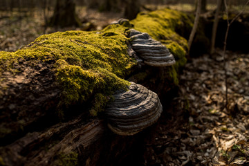 Big old trees with moss in the forest