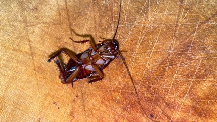 Cockroaches on the wood floor