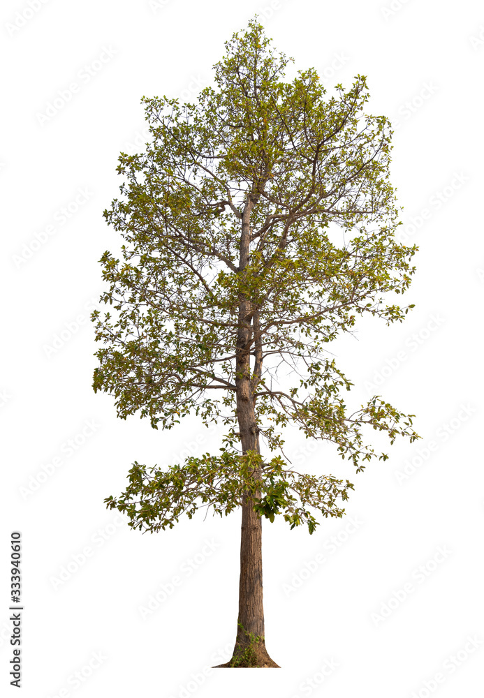 Aufkleber isolated tree on white background with clipping path