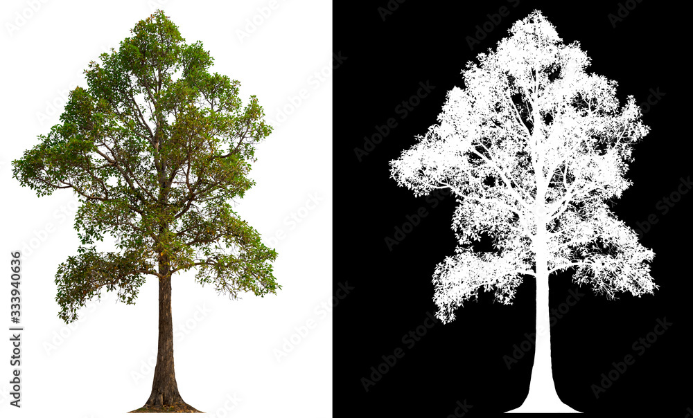 Aufkleber isolated tree on white background with clipping path