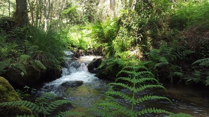 R&iacute;o en la naturaleza