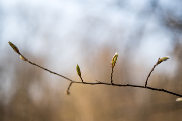 In the spring forest