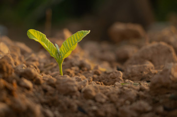 Growing plant,Young plant in the morning light on ground background, New life concept.Small plants on the ground in spring.fresh,seed,Photo fresh and Agriculture concept idea.