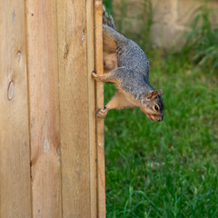 Squirrel running down the side of a fence, frozen in action, wil