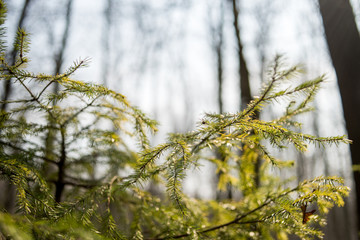 Young conifer branches in the spring forest