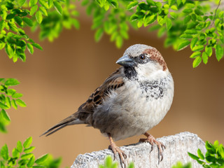Brown finch wildlife bird perched on a wooden fence with a soft