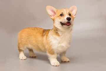 Funny Pembroke Corgi puppy