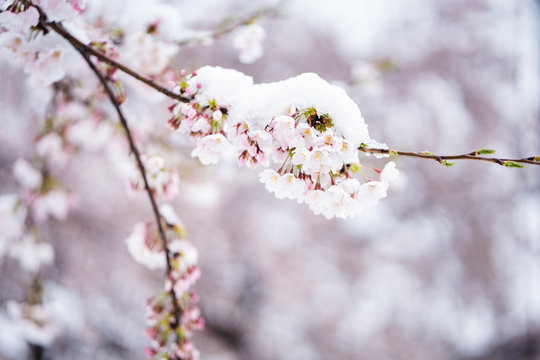 Cherryblossom with snow