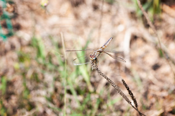 A dragon-fly in the field