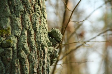 Obraz premium Tree in the forest in closeup