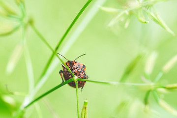 European Minstrel Beetle An ordinary minstrel or Italian striped shield bug Graphosoma lineatum sitting on a blade of grass.