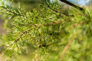Closeup on a pine branch on green blurred background. Pinus sylvestris.