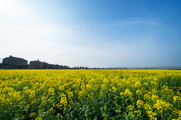 Large area rape flower in plain area