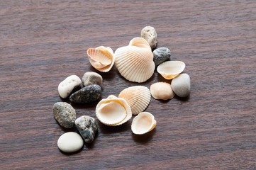 shells on a background