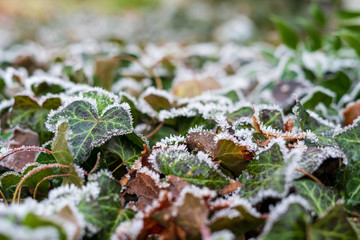 Close up of Ivy covered with frost.
