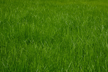 The texture of the grass close-up. Grass field macro. Selective focus. 