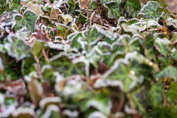 Close up of Ivy covered with frost.