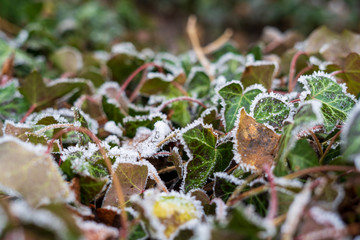 Close up of Ivy covered with frost.