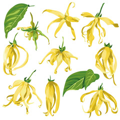 ylang ylang vector clip art set of tropical botanical illustrations. Yellow wild flowers with green leaves.