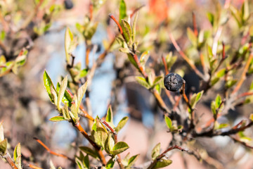 Black berry on a green Bush in the sunlight, spring natural background