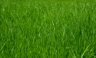 The texture of the grass close-up. Grass field macro. Selective focus. 