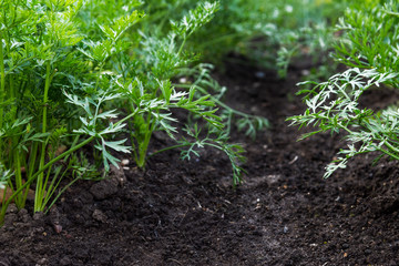 Carrots growing in the beds in the farmers field, carrots  sticking out above the mold, vegetables planted in rows. Organic agriculture, farming concept